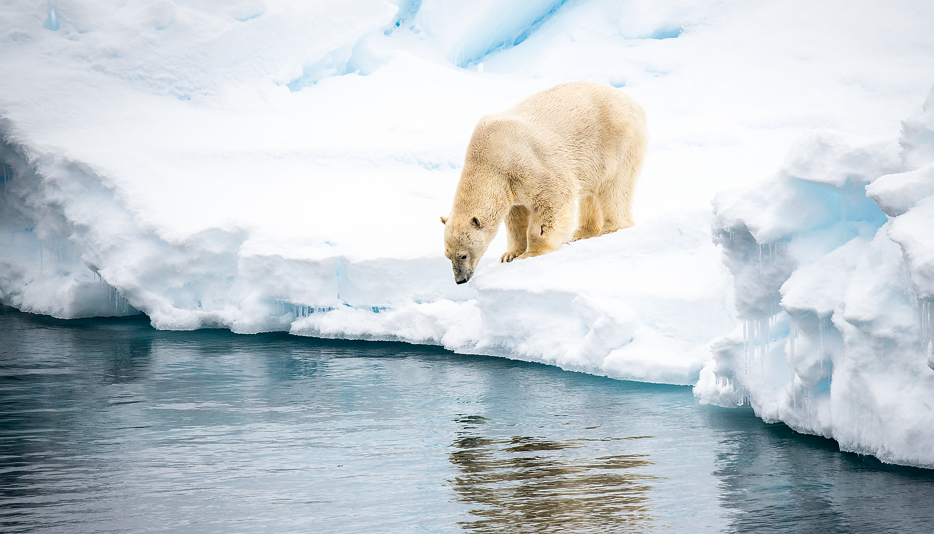 European Arctic